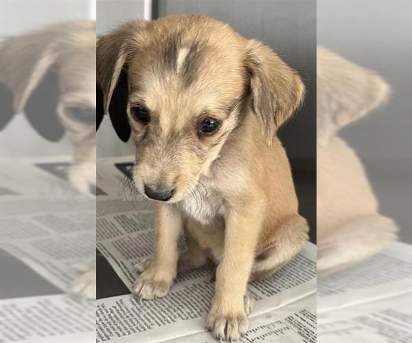 Medium Photo #1 Mutt Puppy For Sale in San Antonio, TX, USA