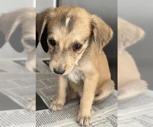 Mutt Dogs for adoption in San Antonio, TX, USA