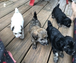 Poochon-YorkiePoo Mix Puppy for sale in SENECA, SC, USA