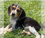 Small #1 Beagle Mix