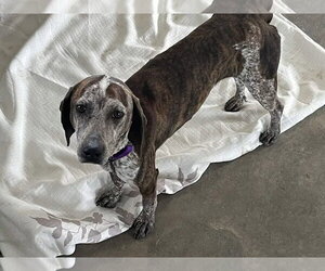 Mutt Dogs for adoption in Monterey, VA, USA