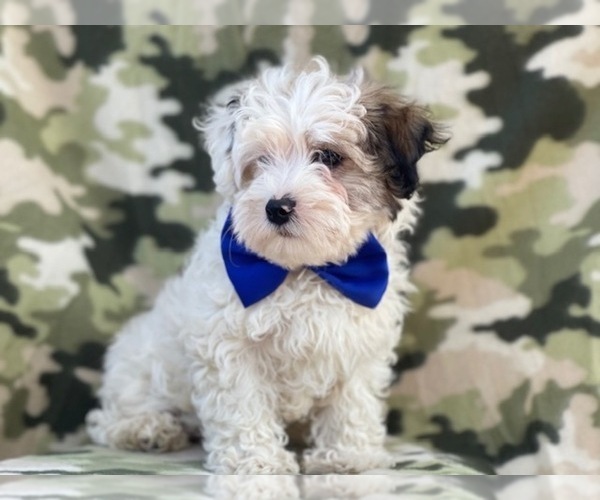 Medium Photo #8 Maltipoo Puppy For Sale in LAKELAND, FL, USA
