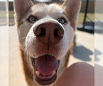 Small #1 Siberian Husky