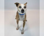 Small #5 Jack Russell Terrier Mix