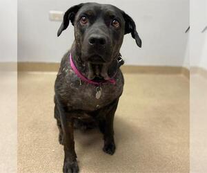 Labrador Retriever Dogs for adoption in Aurora, CO, USA