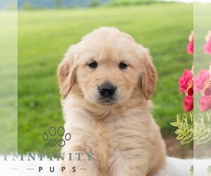 Golden Retriever Puppy for sale in NEWPORT, PA, USA