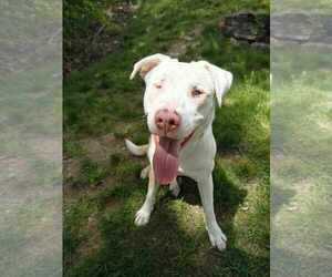 Catahoula Leopard Dog-Unknown Mix Dogs for adoption in Sterling, MA, USA