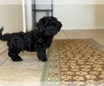 Small #3 Poovanese
