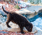 Small Photo #37 Spanish Water Dog Puppy For Sale in SIMLA, CO, USA