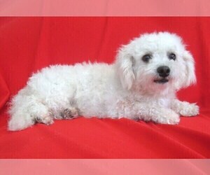 Father of the Bichon Frise puppies born on 04/08/2022
