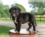 Image preview for Ad Listing. Nickname: Yaden