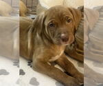 Small #1 Labrador Retriever Mix