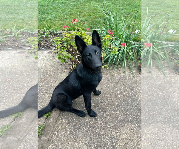 Medium Photo #1 German Shepherd Dog-Unknown Mix Puppy For Sale in Yuba City, CA, USA