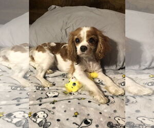 Cavalier King Charles Spaniel Dogs for adoption in Sioux Falls, SD, USA