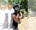 Small #1 Mutt