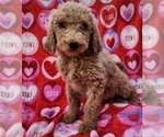 Small #1 Goldendoodle