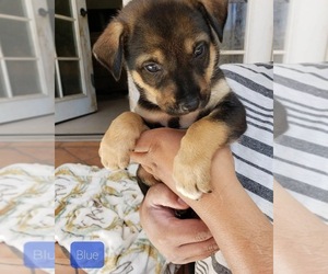 Rotterman-Sharberian Husky Mix Puppy for sale in FRAZIER PARK, CA, USA
