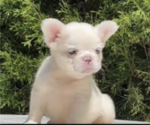 Small Photo #7 French Bulldog Puppy For Sale in CHARLOTTESVILLE, VA, USA