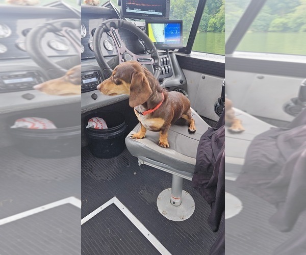 Medium Photo #1 Dachshund Puppy For Sale in MANSFIELD, OH, USA
