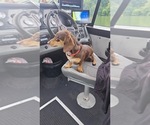 Small Photo #1 Dachshund Puppy For Sale in MANSFIELD, OH, USA