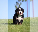 Small #3 Bernese Mountain Dog