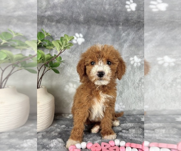 Medium Photo #2 Goldendoodle (Miniature) Puppy For Sale in INDIANAPOLIS, IN, USA