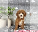 Small #1 Goldendoodle (Miniature)