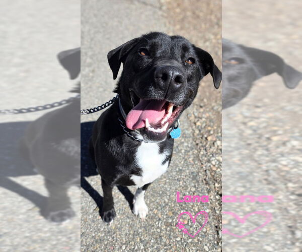 Medium Photo #1 Borador Puppy For Sale in Monte Vista, CO, USA