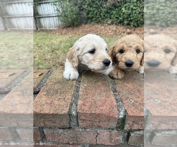 Medium Photo #7 Goldendoodle Puppy For Sale in ENTERPRISE, AL, USA