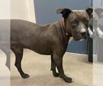 Small American Pit Bull Terrier