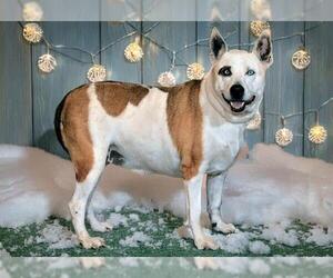 Siberian Husky-Unknown Mix Dogs for adoption in West Valley, UT, USA