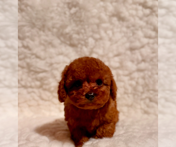 Medium Photo #3 Poodle (Toy) Puppy For Sale in REDLANDS, CA, USA