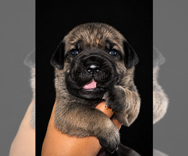 Medium Photo #1 Cane Corso Puppy For Sale in BLOOMINGTON, CA, USA