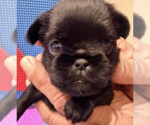 Brussels Griffon Puppy for sale in SPRING BRANCH, TX, USA