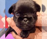 Image preview for Ad Listing. Nickname: Litter of 4