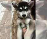 Image preview for Ad Listing. Nickname: Black Pomsky M1
