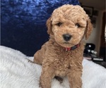 Puppy Red Goldendoodle (Miniature)