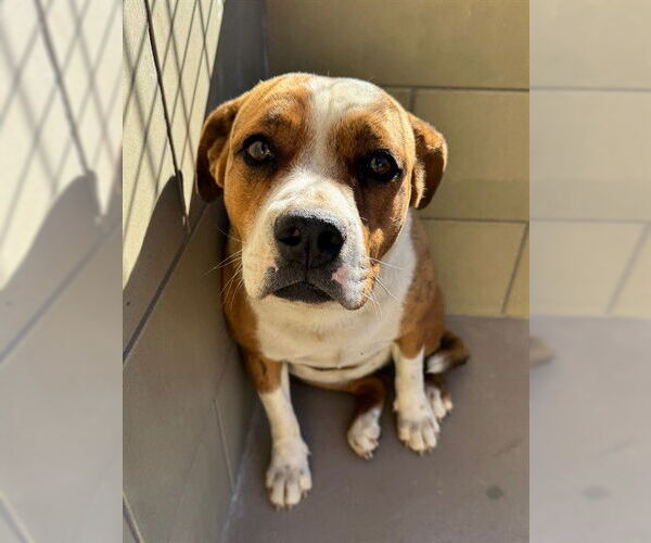 Medium Photo #1 Mutt Puppy For Sale in Riverside, CA, USA