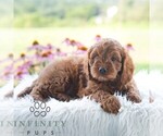 Small #3 Cavapoo (Miniature)