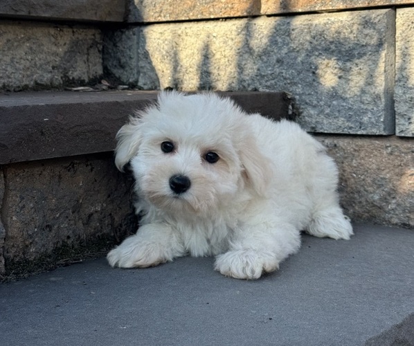 Medium Photo #2 Bichon Frise Puppy For Sale in CANOGA, NY, USA