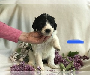 Pyredoodle Puppy for sale in GRANT, MI, USA