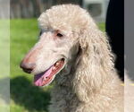 Small #4 Poodle (Standard)