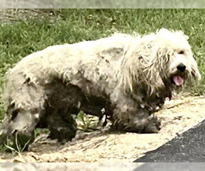 Poodle (Miniature) Dogs for adoption in Houston, TX, USA