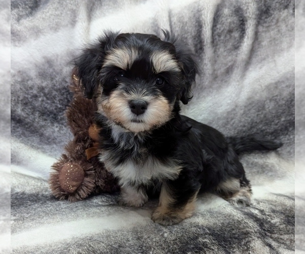 Medium Photo #2 Havanese Puppy For Sale in POST FALLS, ID, USA