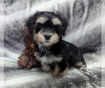 Small #1 Havanese