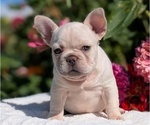 Small #1 French Bulldog