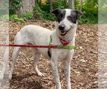 Small #18 Retriever  Mix