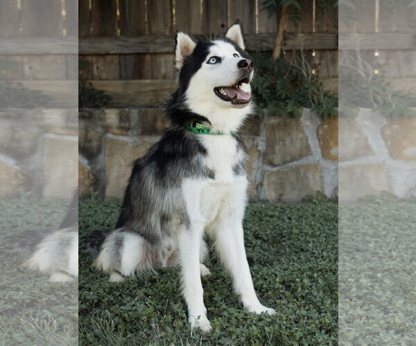 Medium Photo #4 Siberian Husky Puppy For Sale in Carrollton, TX, USA