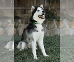 Small #3 Siberian Husky