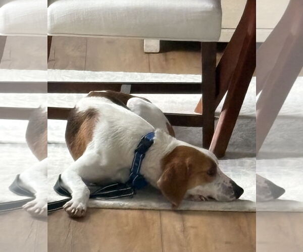 Medium Photo #6 Mutt Puppy For Sale in Spotsylvania, VA, USA